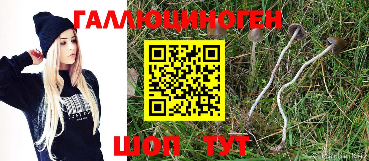 Галлюциногенные грибы GOLDEN TEACHER  Вход с VPN  Вязники 